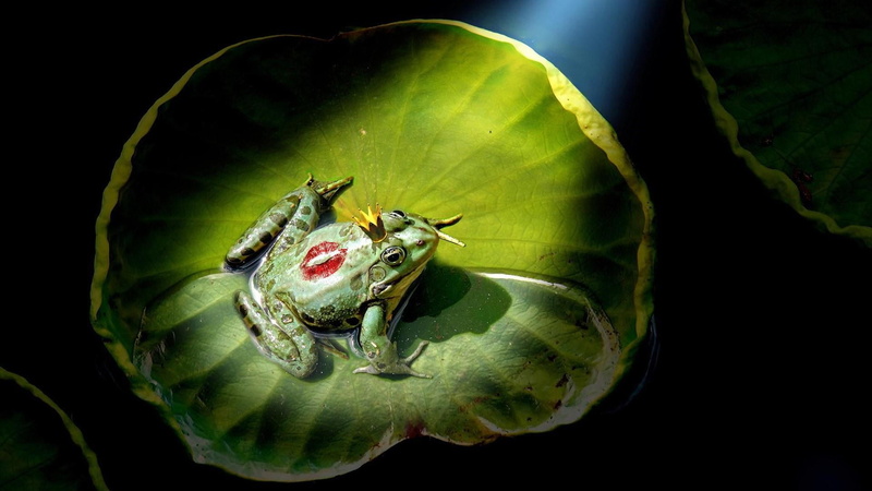 flowering plant, frog, animals in the wild, invertebrate, insect, fantasy art, fairytale art, 1080P, animal themes, close-up, frog prince, studio shot