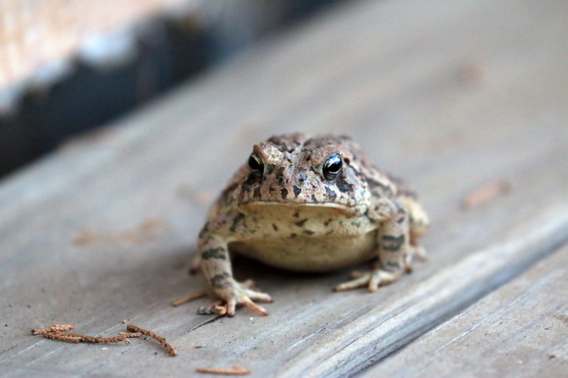 one animal, lizard, frog, gecko, close-up, brown, reptile, animal body part, sad, 5K, prince, looking at camera, nature, portrait, outdoors, vertebrate