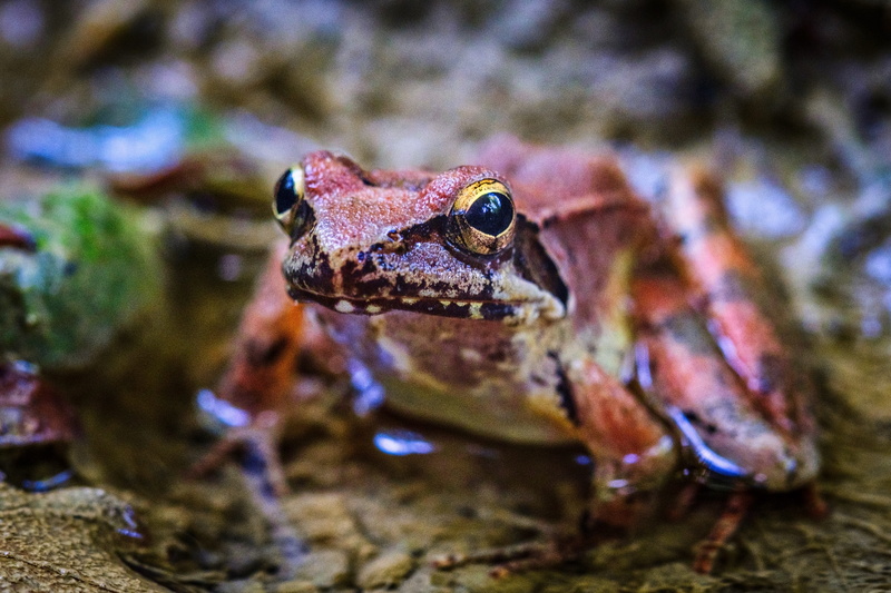 focus on foreground, reptile, animal, amphibian, close-up, selective focus, 5K, one animal, colorful, wasserfrosch, tropical, prince, bright, animal head