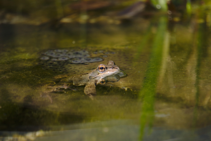 egg, selective focus, animal, frog pond, lake, waterfront, frog, animal wildlife, no people, one animal, water frog, animal head, animal eye, animal themes