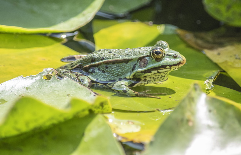 reptile, animals in the wild, lily pad, frog pond, animal, water, pond inhabitants, frog, pond, sitting, green, green color, frog prince, vertebrate, animal head