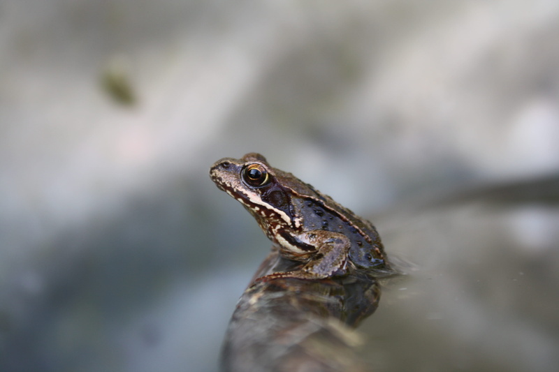 one animal, sitting, lizard, nature, water, animal eye, selective focus, animal themes, pond, eye, outdoors, close-up, reptile, animal body part, no people