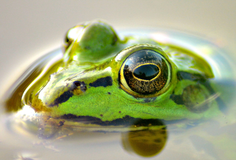 water frog amphibians, aquatic animal, stealth, high, swim, nature, pond inhabitants, green frog, vertebrate, amphibian, frog prince, no people, animal body part