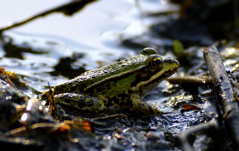 eyes, pond, funny, view, green, animal eye, one animal, green frog, 2K, sweet, pools, vertebrate, animal scale, animal head, animals in the wild, cute