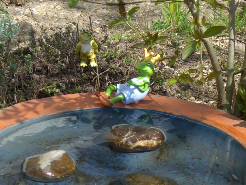 bottle, leaf, container, no people, flower, potted plant, day, solid, land, nature, bird bath, frog prince, toad, green color, plant part, plant, outdoors
