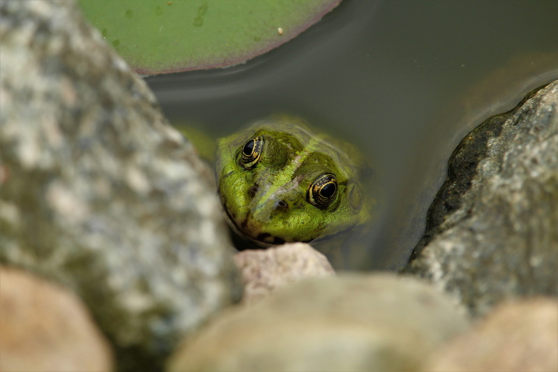 aquatic animal, green, animal head, nature, animals in the wild, rock, garden pond, marine, prince, turtle, selective focus, pond inhabitants, amphibian