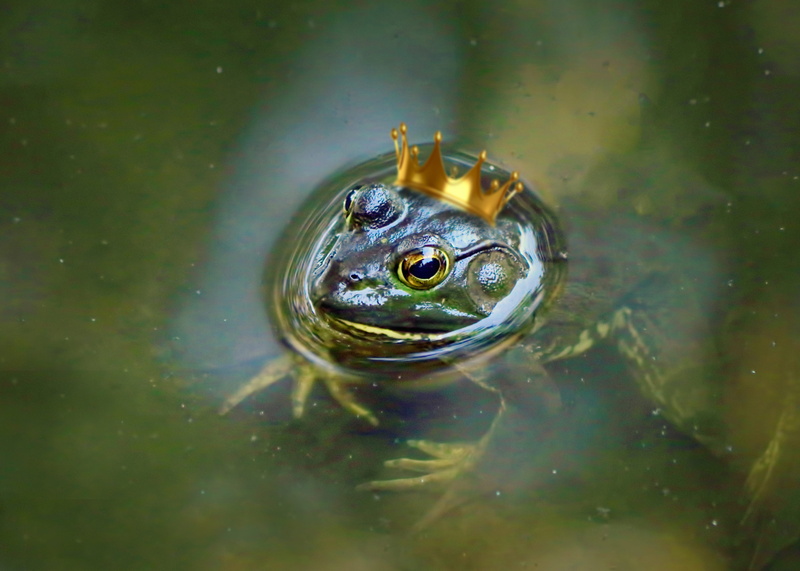 prince, high angle view, 2K, amphibian, green, swimming, body, animal head, close-up, no people, nature, reptile, animal, wildlife, frog, water, frog prince