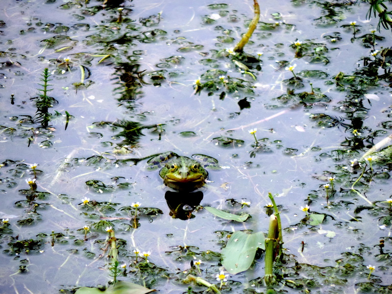 lake, nature, water, frog prince, high, plant, high angle view, leaf, biotope, floating on water, 4K, pond inhabitants, no people, outdoors, one animal
