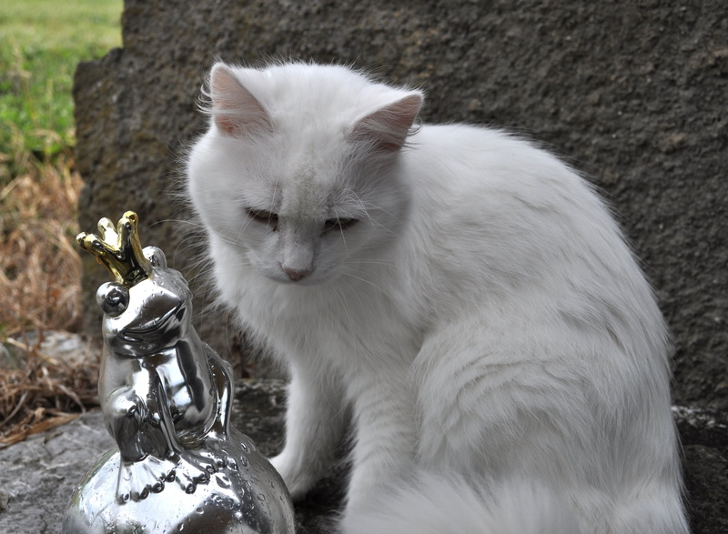 mammal, feline, white color, focus on foreground, looking, no people, day, close-up, pets, one animal, white cat, 2K, field, sitting, frog prince, animal themes