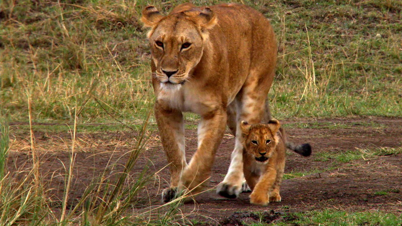 lioness, 1080P, stroll, animals, queen, african, prince, lion, cats, mother