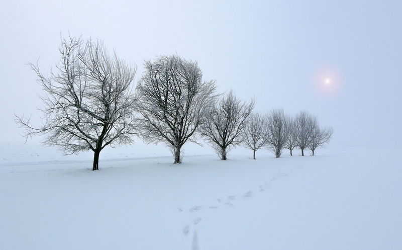 plant, scenics - nature, nature, beauty in nature, 1080P, no people, tranquility, environment, trees, sky, bare tree, tranquil scene, branch, non-urban scene