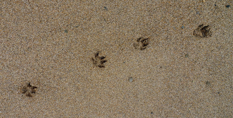 footprint, backgrounds, track - imprint, outdoors, animal, dog paw, beach, paw print, follow, full frame, dog, high angle view, animal themes, four, sand