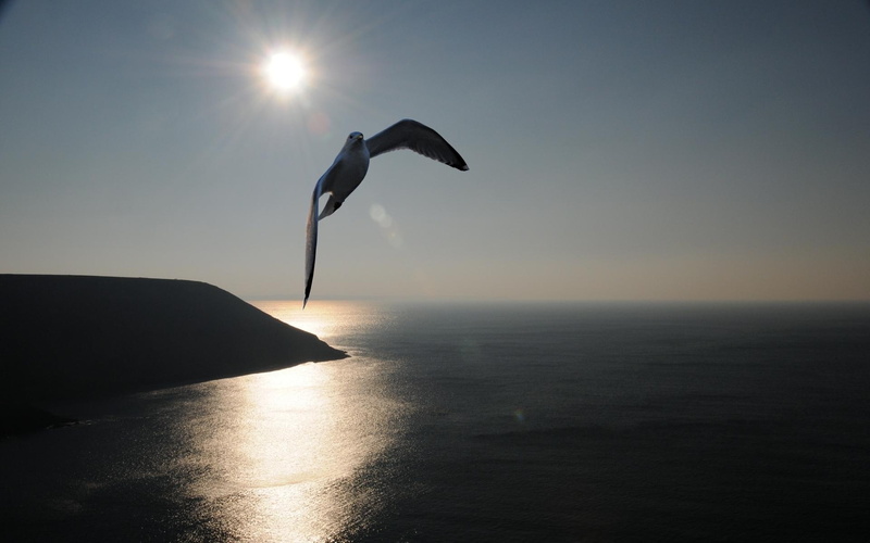 widescreen, blue, 1080P, seagul, picture, bretagne, feather, dreams, jesus, dreamy, liberty, clouds, nice