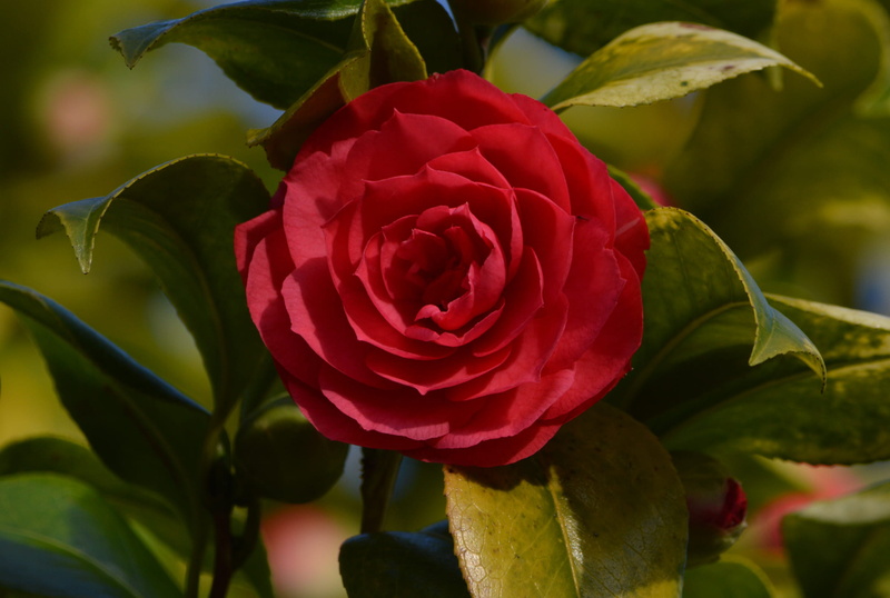 brittany, flower head, plant, bloom, blossom, rose, plant part, petal, close-up, rose - flower, red, sepal, fragility, nature, camellia japonica, growth