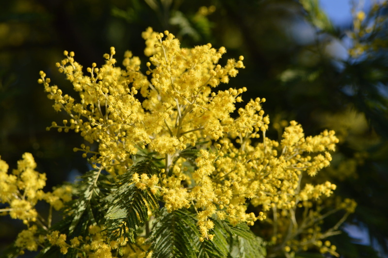 selective focus, flower, flower head, plant, day, flowers, yellow, focus on foreground, outdoors, bloom, close-up, fragrant, springtime, winter, nature