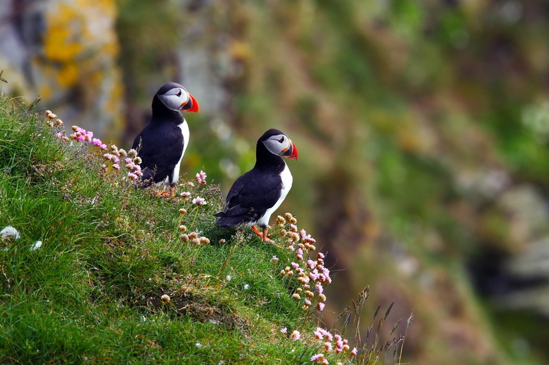 puffin, nature, water, focus on foreground, sea, 1080P, beauty In Nature, grass, black Color, animal, plant part, feather, two animals, bird Watching