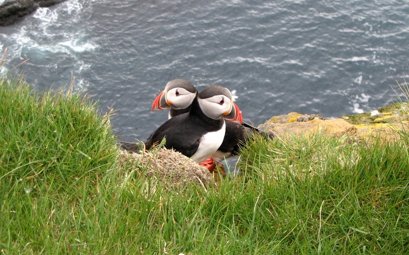 poultry, puffin, animal themes, two, swimming, day, animal wildlife, water, outdoors, faroe Islands, lake, black Color, no People, vertebrate, nature, water Bird