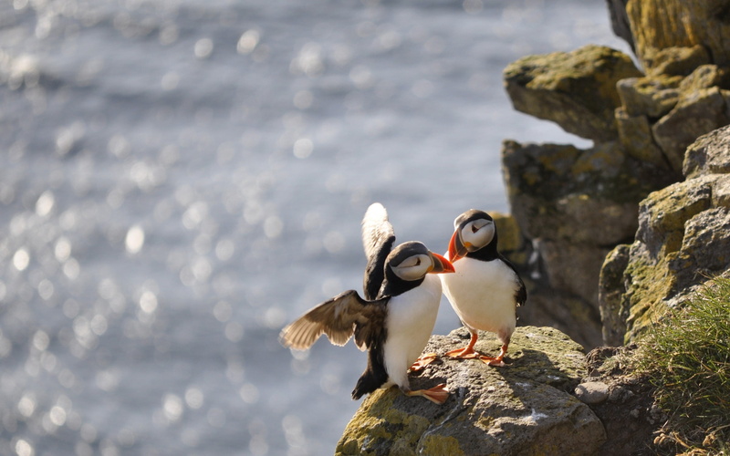 2K, rocks, day, outdoors, mandarin duck, mouth open, animal, puffin, no people, two animals, animal themes, birds, two, atlantic, sea, water, solid, puffins