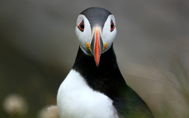 nature, front view, sea, one Animal, outdoors, animals In The Wild, no People, black Color, close-up, focus on foreground, 720P, mouth open, penguin, portrait