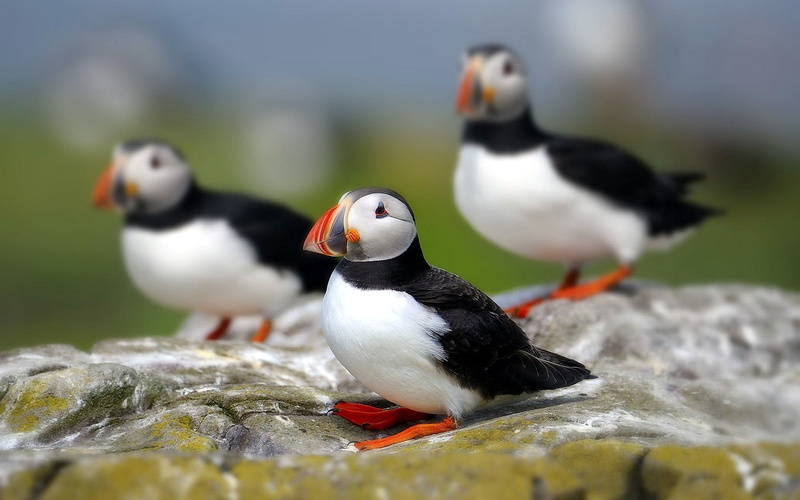 sit, standing, white, gray, puffin, looking, no People, 1080P, penguin, rock - object, color Image, feather, group of animals, animals And Pets, animals In The Wild