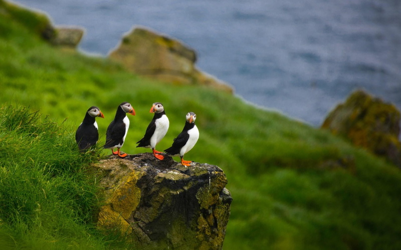 puffins, birds, 1080P
