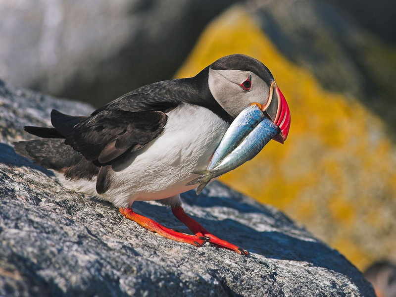 720P, hd, rock, water, fishing, puffin, birds, bird, animals