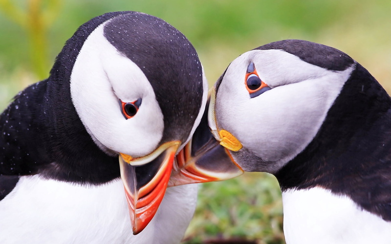 focus on foreground, animal body part, animal wildlife, multi Colored, animal, one Animal, water, care, couple, water Bird, two animals, beak, animal Head