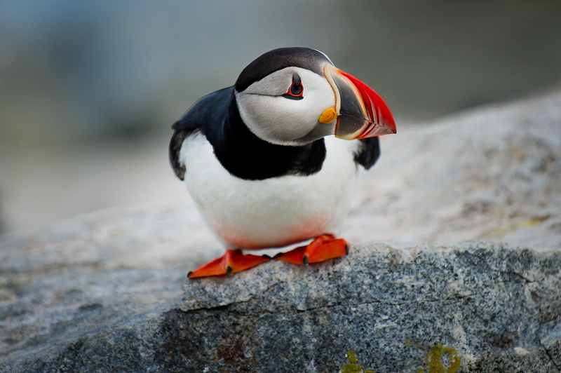 animals, 2K, rock, nature, Atlantic puffins