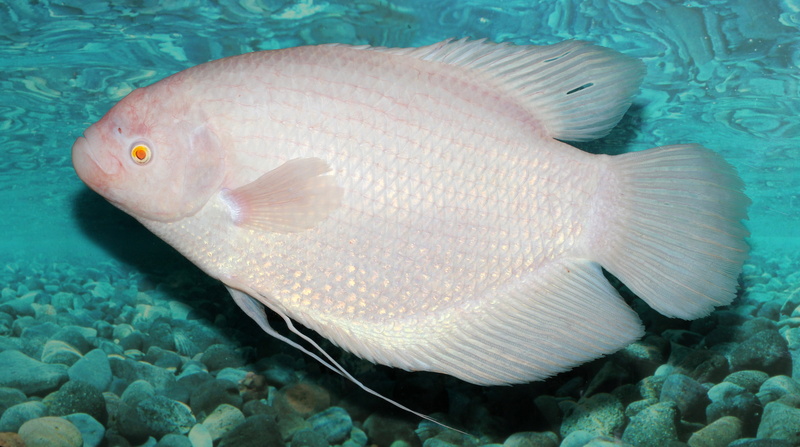 photo, Osphronemus goramy, undersea, fish, animal, gourami, no people, public domain, 4K, albino, animal wildlife, animals in the wild, one animal, sea