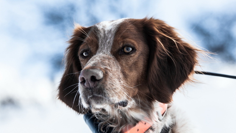 spaniels, animals, dog, 1080P