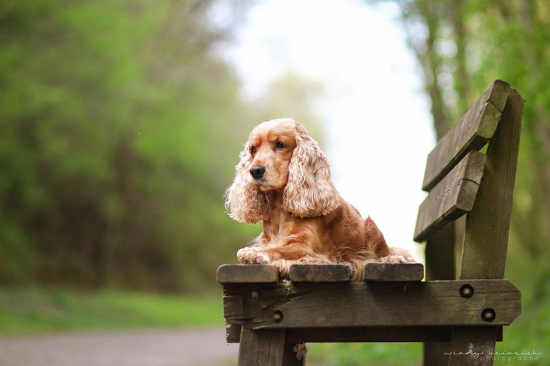 Cocker Spaniel, Dogs, 1080P, Dog