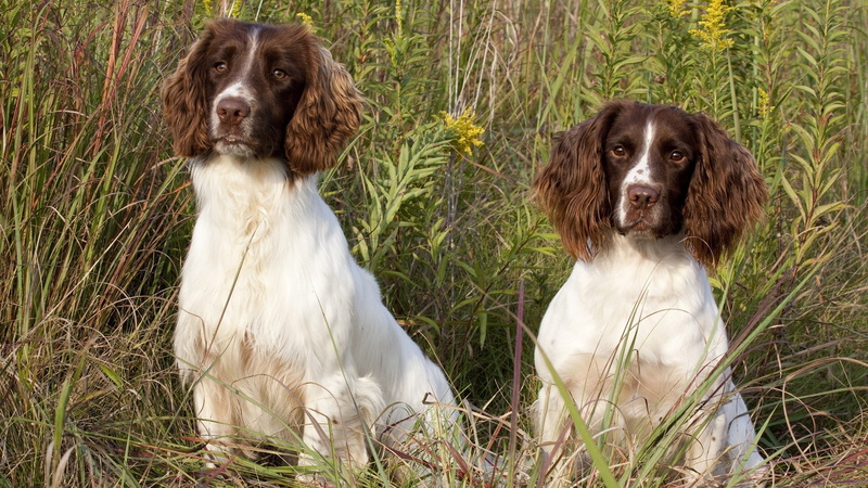 animals, dog, 1080P, spaniels