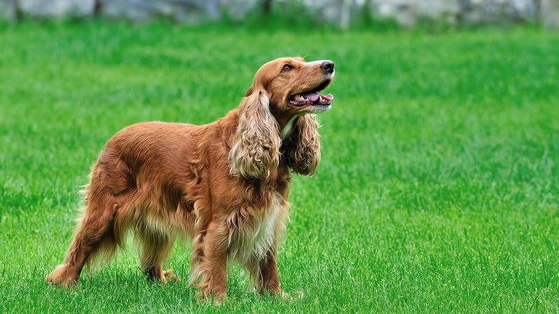 land, pets, no people, 1080P, grass, spaniels, one animal, nature, focus on foreground, plant, domestic, green color, animal themes, animal mouth, dog