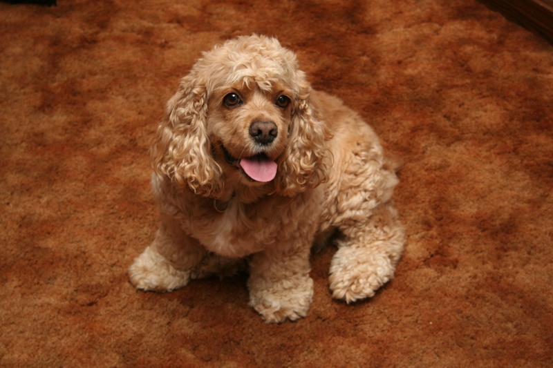 american, looking, color, sitting, indoors, cute, small, panting, dogs, fur, tan, looking at camera, cocker Spaniel, young Animal, hairstyle, vertebrate