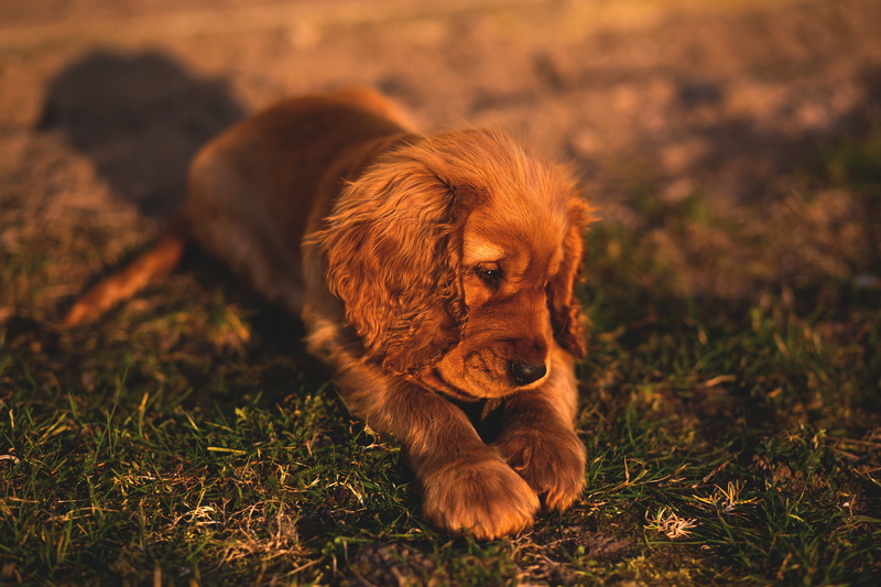 puppies, baby animals, mammals, dog, spaniels, animals, 5K