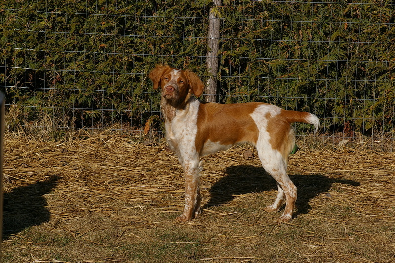 mammal, animal themes, land, nature, full length, field, running, pets, no people, day, 2K, canine, tree, dog, domestic, one animal, standing, domestic animals