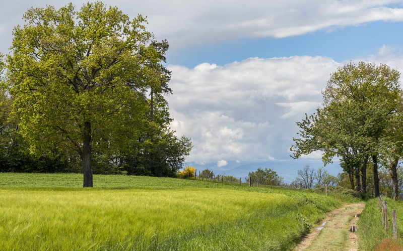 white clouds, 5K, outdoors, green Color, green grass, summer, green, blue, sky, white, clouds, Tree, meadow, Loire, Auvergne Rhône Alpes, de, landscape