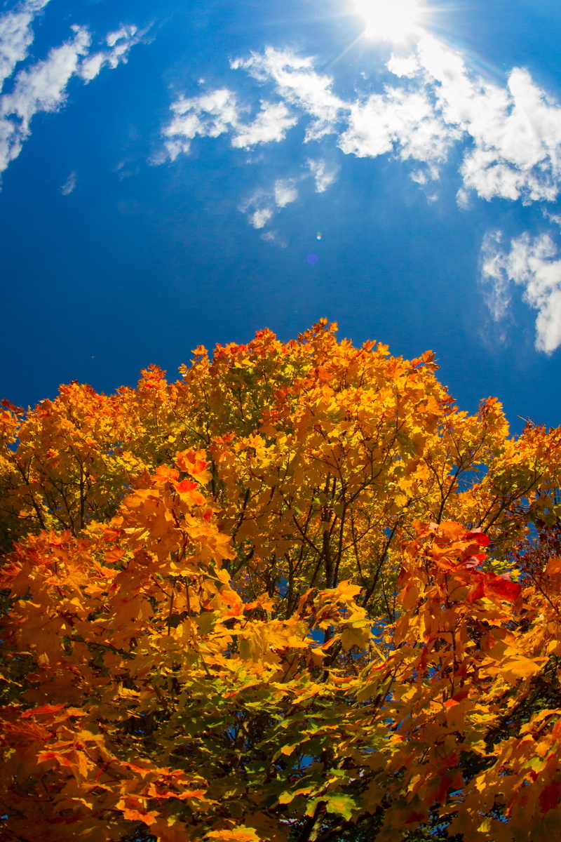blue, day, tree, touraine, loire valley, blue sky, nature, cloud - sky, growth, fog, scenics - nature, angers, plant, france, sky, low angle view, orange color
