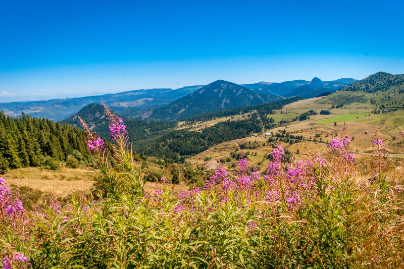 mezenc, purple, mountain, no people, Loire, flower, environment, scenics - nature, sky, tranquil scene, tranquility, field, clear sky, quiet, scenics, land