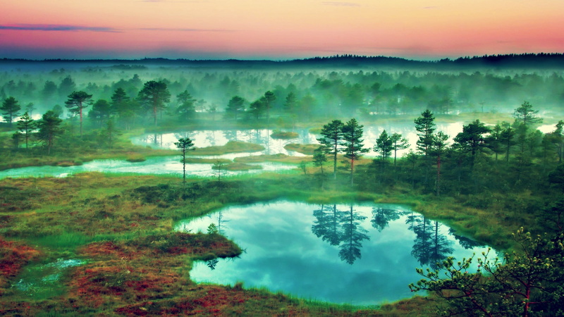 land, lake, sun, morning, beauty in nature, woodland, nature, reflection, sunrise - dawn, pine tree, sky, scenics - nature, Estonia, tranquility, water