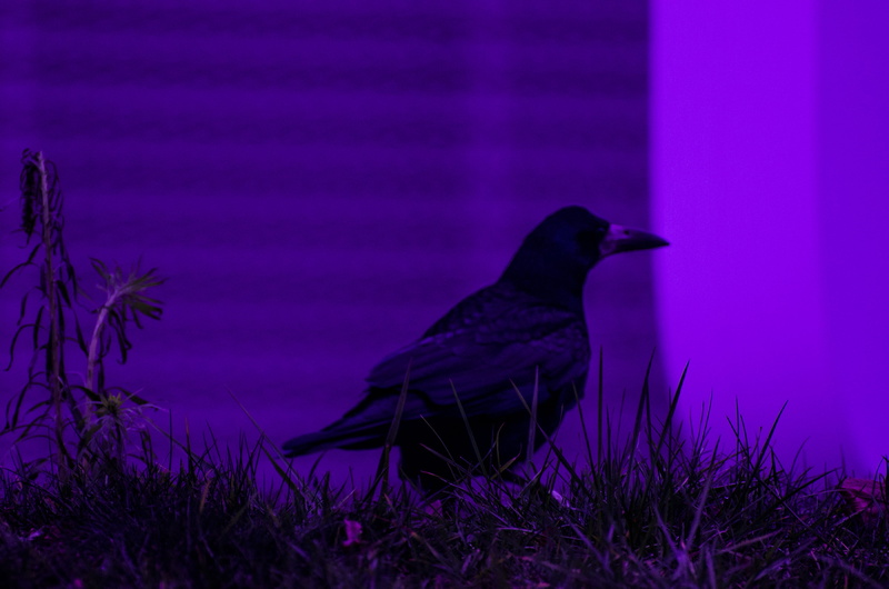 day, nature, outdoors, grass, animal wildlife, no people, poe, full length, violet, nevermore, one animal, dusk, bird, 4K, vertebrate, animals in the wild