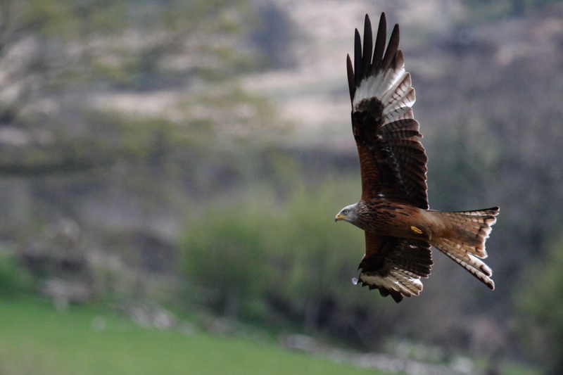 2K, animals In The Wild, taxonomy, animal, red  kite, wildlife, flying, nature, wales, hawk - Bird, white Hawk, hawk, kite, white, Milvus milvus, red