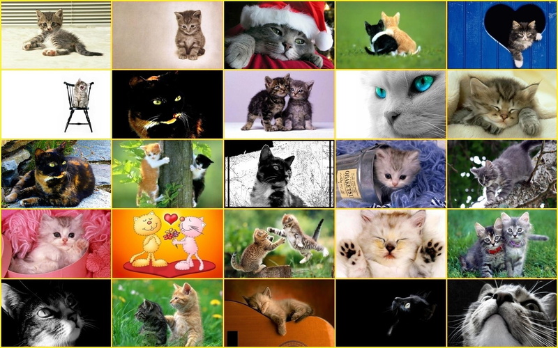 nice, kittens, chastuces, white, color, dreamy, 1080P, flowers, spirit, sweet, pc, dreams, pets, black, picture, pret