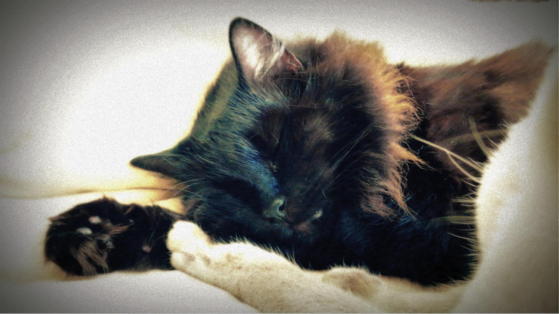 dreaming, black, animal, beautiful, sweet, cute, 1080P, cat, lovely, animals