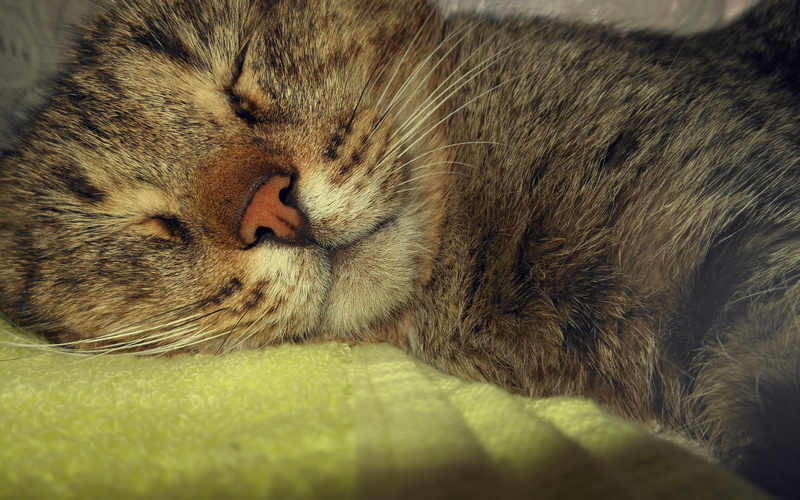 dream, looking, yellow, one Animal, no people, lying Down, relaxation, napping, close-up, kitten, mammal, animal Nose, feline, paw, tired, vertebrate, portrait