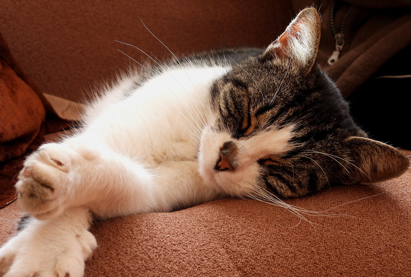 feline, relaxation, indoors, kitten, tomcat, animal themes, animal head, sleeping, 4K, close-up, eyes closed, charming, no people, lying down, pets, whisker