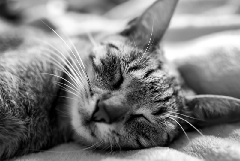 animal, mammal, animal head, domestic animals, dream, vertebrate, portrait, animal themes, napping, hair, little, cute, no people, eyes closed, monochrome