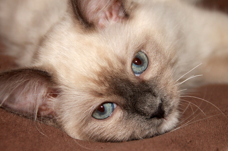 cat, animal head, cute, animal, adidas, one animal, animal eye, ragdoll, 4K, blue eye, mammal, body part, young animal, kitten, close-up, domestic cat