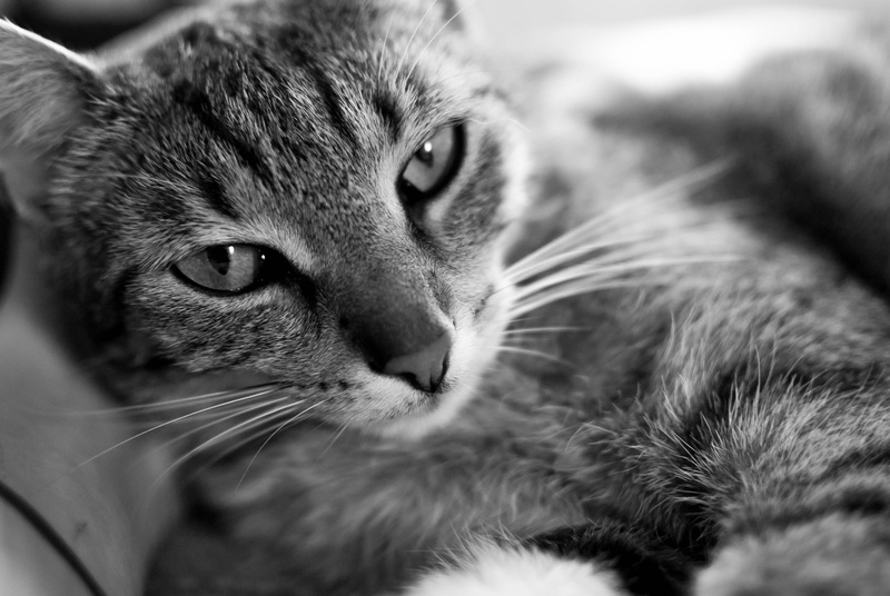 look, domestic, dream, animal mouth, tomcat, mustache, Animal, tabby, Cat, close-up, domestic animals, animal eye, animal themes, no people, pet, domestic cat