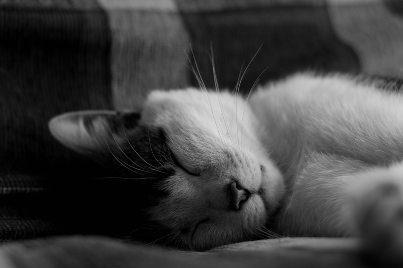 whisker, animal themes, joyful, cat, close-up, mellac, asleep, 5K, domestic animals, vertebrate, pets, no people, relaxation, france, sleeping, napping